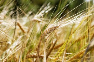 A wheat background with a single head of wheat isolated against a bokeh background